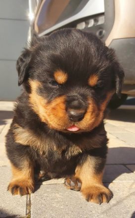 Gisell vom Saaleufer hat 4 Welpen. Hiermit möchte ich