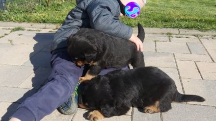 Gisell vom Saaleufer hat 4 Welpen. Hiermit möchte ich