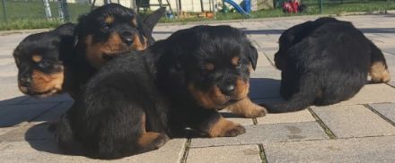 Gisell vom Saaleufer hat 4 Welpen. Hiermit möchte ich