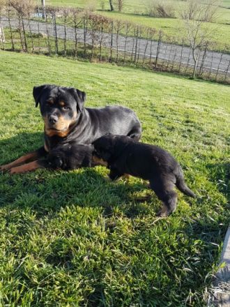 Gisell vom Saaleufer hat 4 Welpen. Hiermit möchte ich