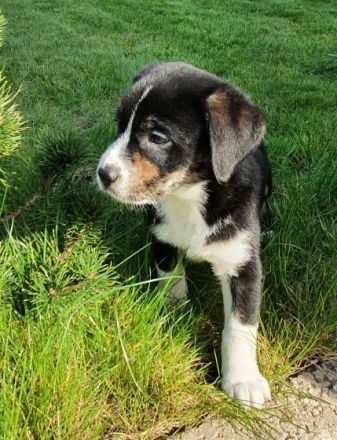 Unsere Hündin hat am 24.02.2022 ihren ersten Wurf