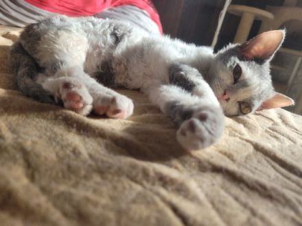 (Litauen weltweite lieferung) Preis ist für pet class