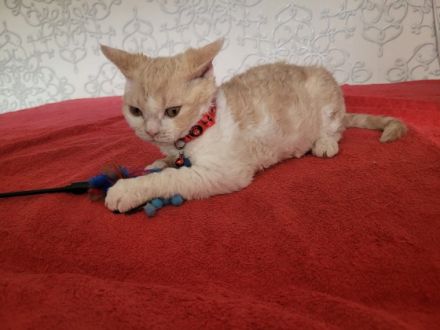 (Litauen weltweite lieferung) Preis ist für pet class