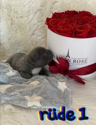 Unsere maus hat am 06.04.22 5 gesunde welpen zur welt