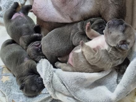 Unsere maus hat am 06.04.22 5 gesunde welpen zur welt