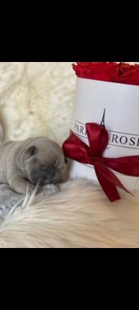 Unsere maus hat am 06.04.22 5 gesunde welpen zur welt