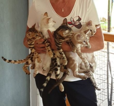 Unsere Kätzin hat am 14.03.2022 wunderschöne Kitten