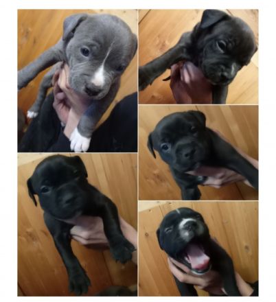 Unsere Prinzessin hat Nachwuchs bekommen :) Wir 5