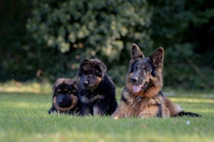 from the House of Floofs