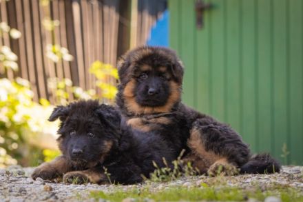 from the House of Floofs