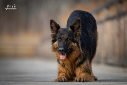 from the House of Floofs