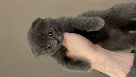 Habe 3 kitten abzugeben! 1 Katze 2 Kater! Mehrfach