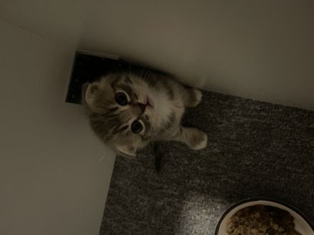 Habe 3 kitten abzugeben! 1 Katze 2 Kater! Mehrfach