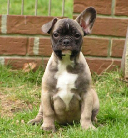 unsere kleinen Racker leben mit ihren Eltern bei uns im