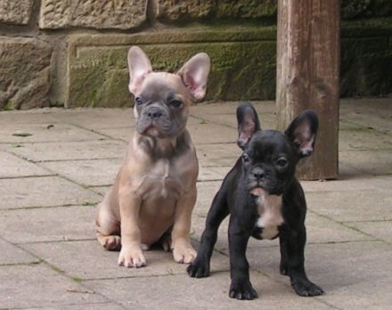 unsere kleinen Racker leben mit ihren Eltern bei uns im