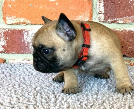Dürfen wir euch in top Qualität Französische Bulldoggen