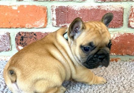 Dürfen wir euch in top Qualität Französische Bulldoggen