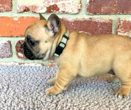 Dürfen wir euch in top Qualität Französische Bulldoggen