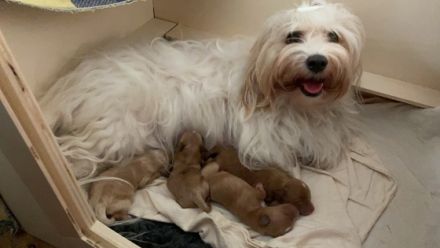 Angelo, unser erstgeborenes Havapoo-Baby wartet noch