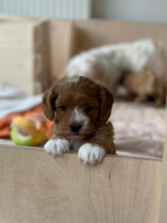 Angelo, unser erstgeborenes Havapoo-Baby wartet noch