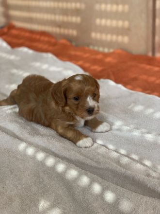 Angelo, unser erstgeborenes Havapoo-Baby wartet noch