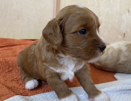 Angelo, unser erstgeborenes Havapoo-Baby wartet noch