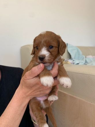 Angelo, unser erstgeborenes Havapoo-Baby wartet noch