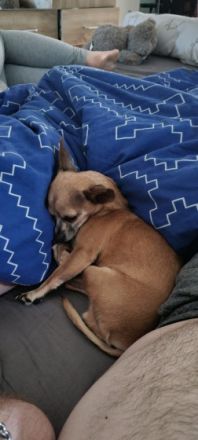 Gina ist geimpft und gechipt, Chihuahua, Mischling