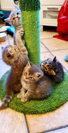 Hallo Katzenliebhaber Ich hätte noch 4 reinrassige