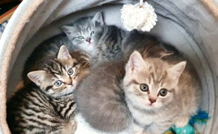 Hallo Katzenliebhaber Ich hätte noch 4 reinrassige