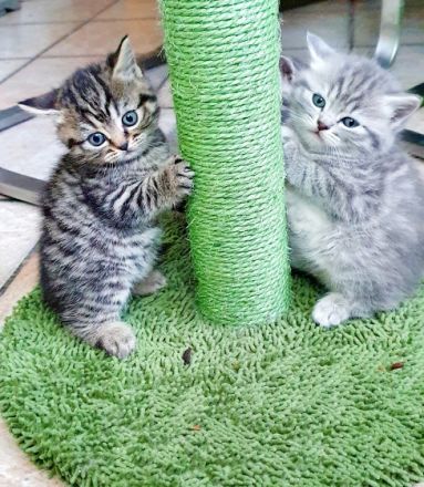 Hallo Katzenliebhaber Ich hätte noch 4 reinrassige