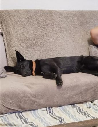 Diese wunderschöne Hündin sucht ein neues Zuhause