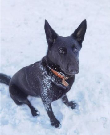 Diese wunderschöne Hündin sucht ein neues Zuhause