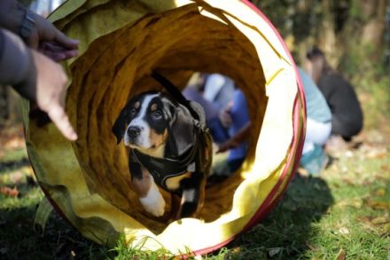 HUni - Hundeschule in München an der Isar