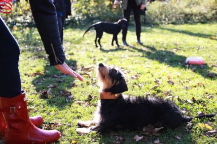 HUni - Hundeschule in München an der Isar