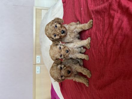 Zwerg-/Kleinpudel sind zu reservieren. Sie wurden am 03