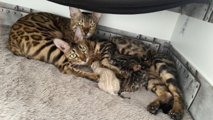 Bengalen Kätzchen mit Stammbaum Unsere Madeline hat am