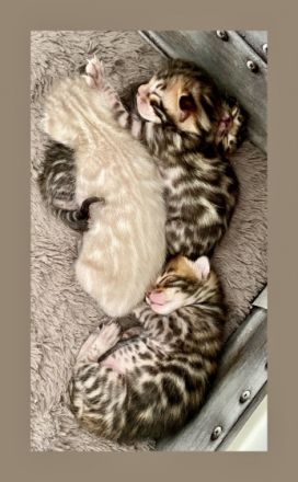 Bengalen Kätzchen mit Stammbaum Unsere Madeline hat am