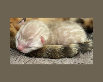 Bengalen Kätzchen mit Stammbaum Unsere Madeline hat am