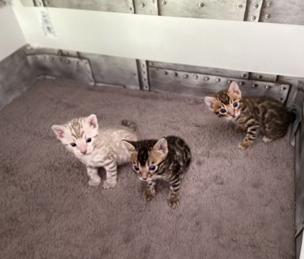 Bengalen Kätzchen mit Stammbaum Unsere Madeline hat am