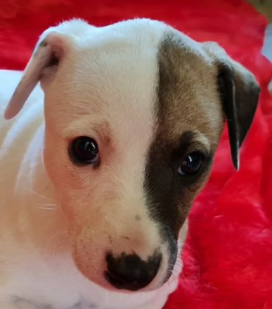 Wunderschöne weiße Whippet-Welpen Videos auf YouTube: