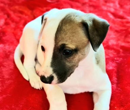 Wunderschöne weiße Whippet-Welpen Videos auf YouTube: