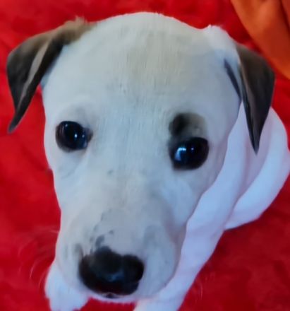 Wunderschöne weiße Whippet-Welpen Videos auf YouTube: