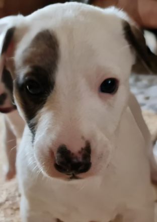 Wunderschöne weiße Whippet-Welpen Videos auf YouTube: