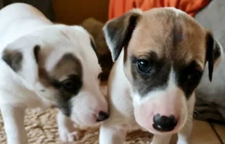 Wunderschöne weiße Whippet-Welpen Videos auf YouTube: