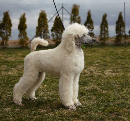 Wir haben noch wunderschöne Großpudel Welpen es sind