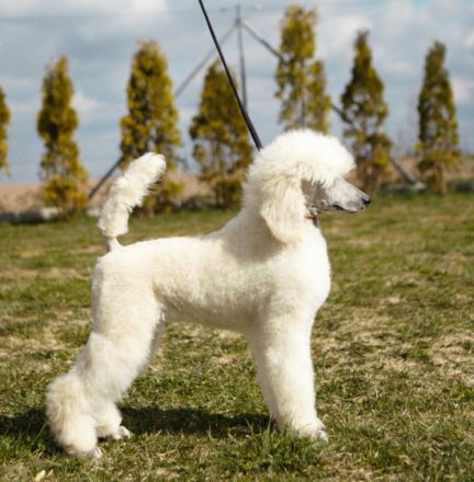 Wir haben noch wunderschöne Großpudel Welpen es sind