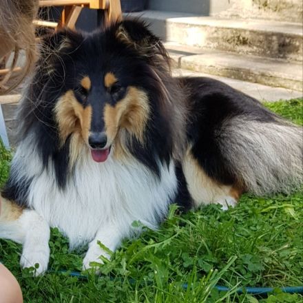 Unsere Collie-Dame in der Farbe tricolor (siehe Bilder)