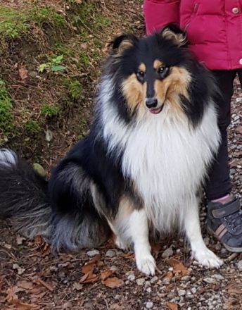 Unsere Collie-Dame in der Farbe tricolor (siehe Bilder)