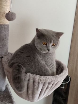 BKH Pärchen in Blau, Ich biete 2 Britisch Kurzhaar